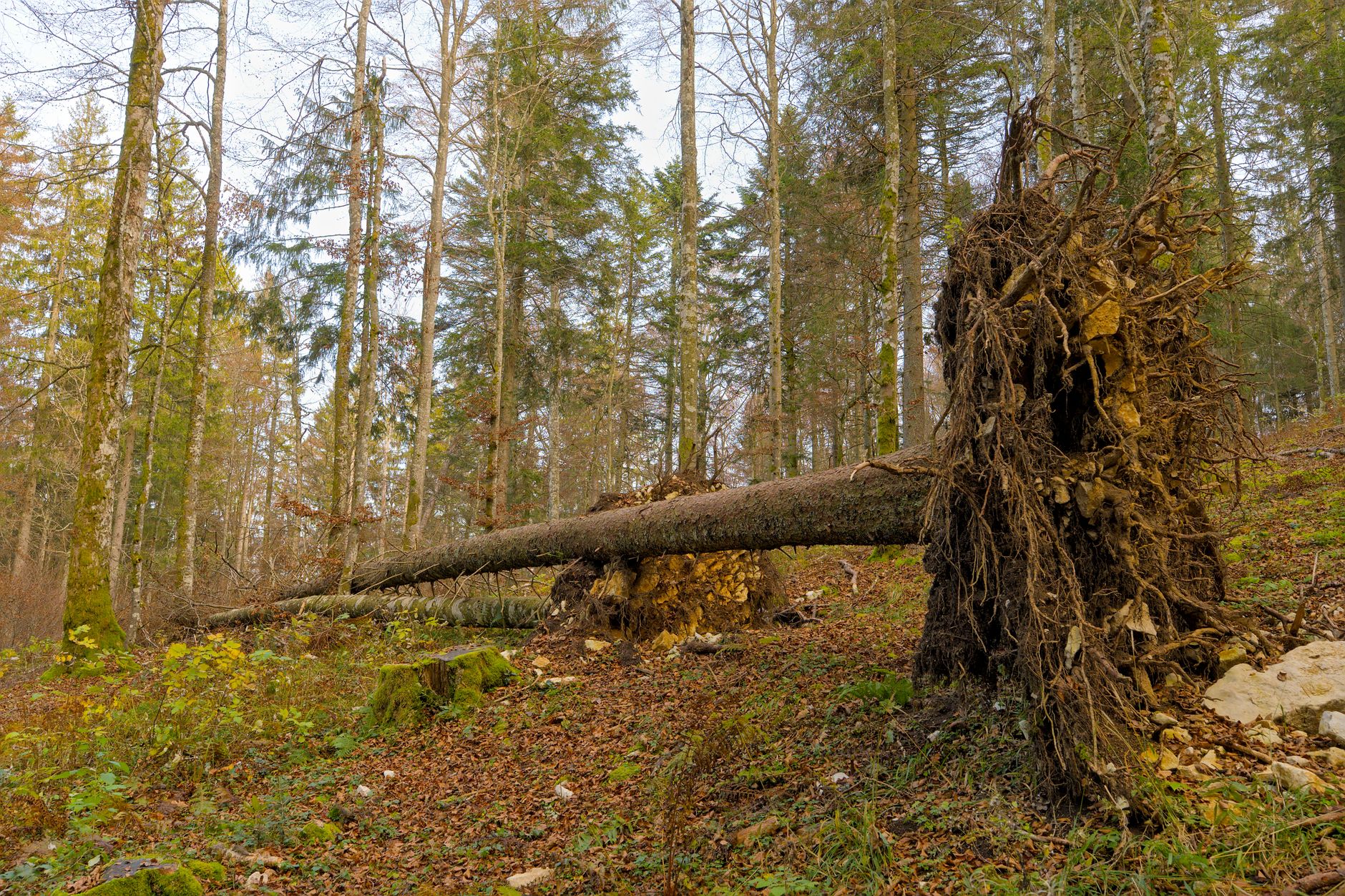 Enlèvement arbre urgence équipe à Orly